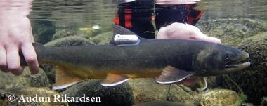 Freshwater-Ecology-Biology-master-Studiekatalog-380px- Freshwater-Ecology-Biology-master-Studiekatalog-380px-