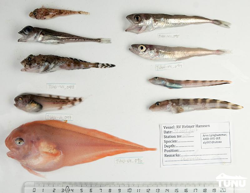 Små, bunndyrspisende arktiske fiskearter trues av klimaendring. Disse er fanget på 200 meters dyp vest av Framstredet i 2017. Bildet har ingen direkte sammenheng med saken.