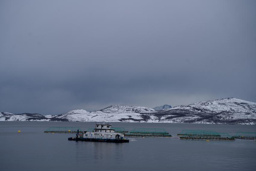 laksemerder i en fjord 