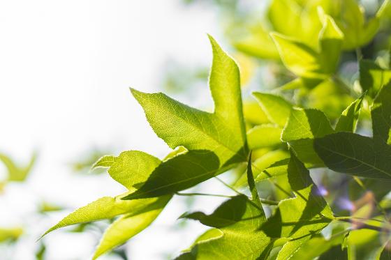 Leaf.jpg Leaf.jpg