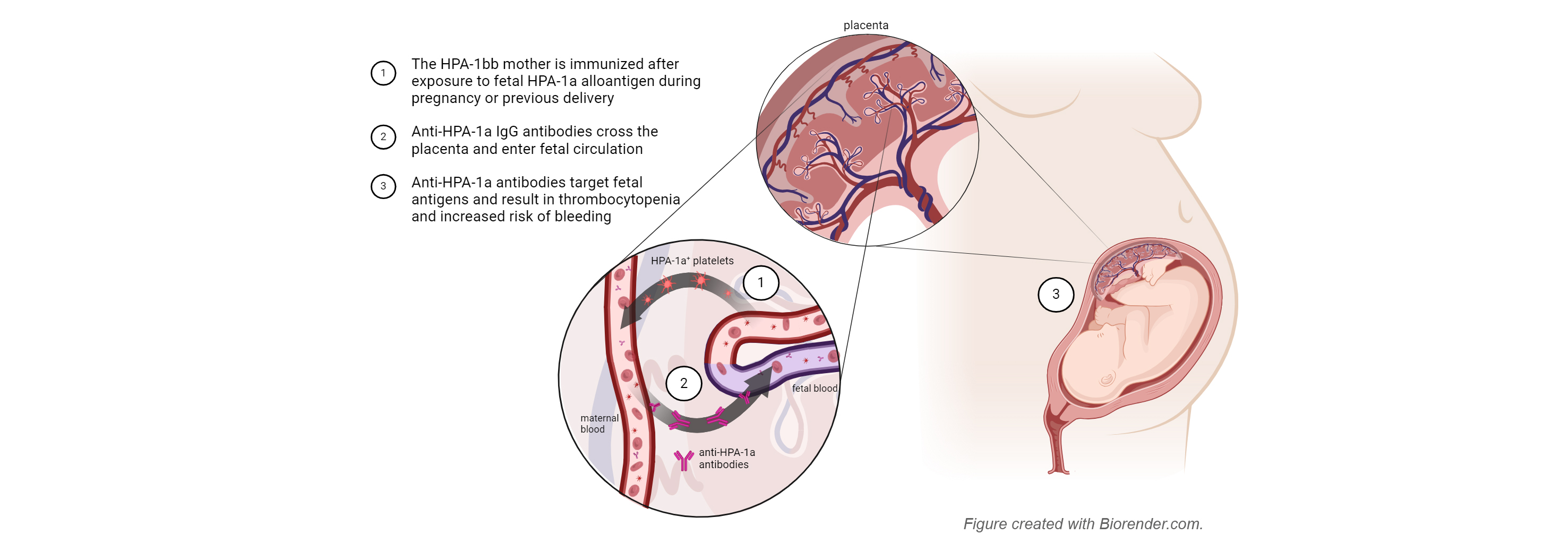 Summary figure FNAIT.jpg