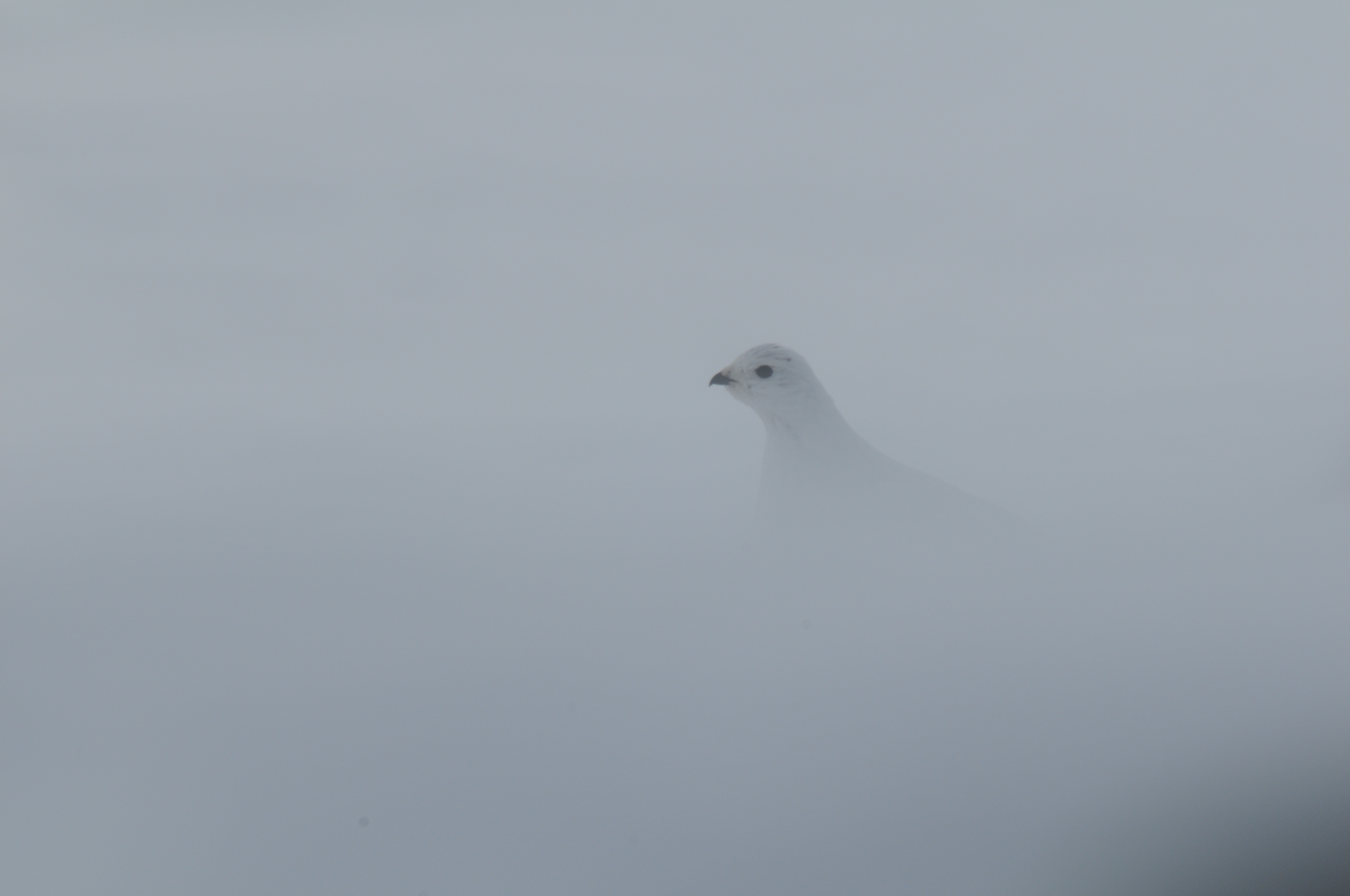 ptarmigan_Geir Vie_4.jpg