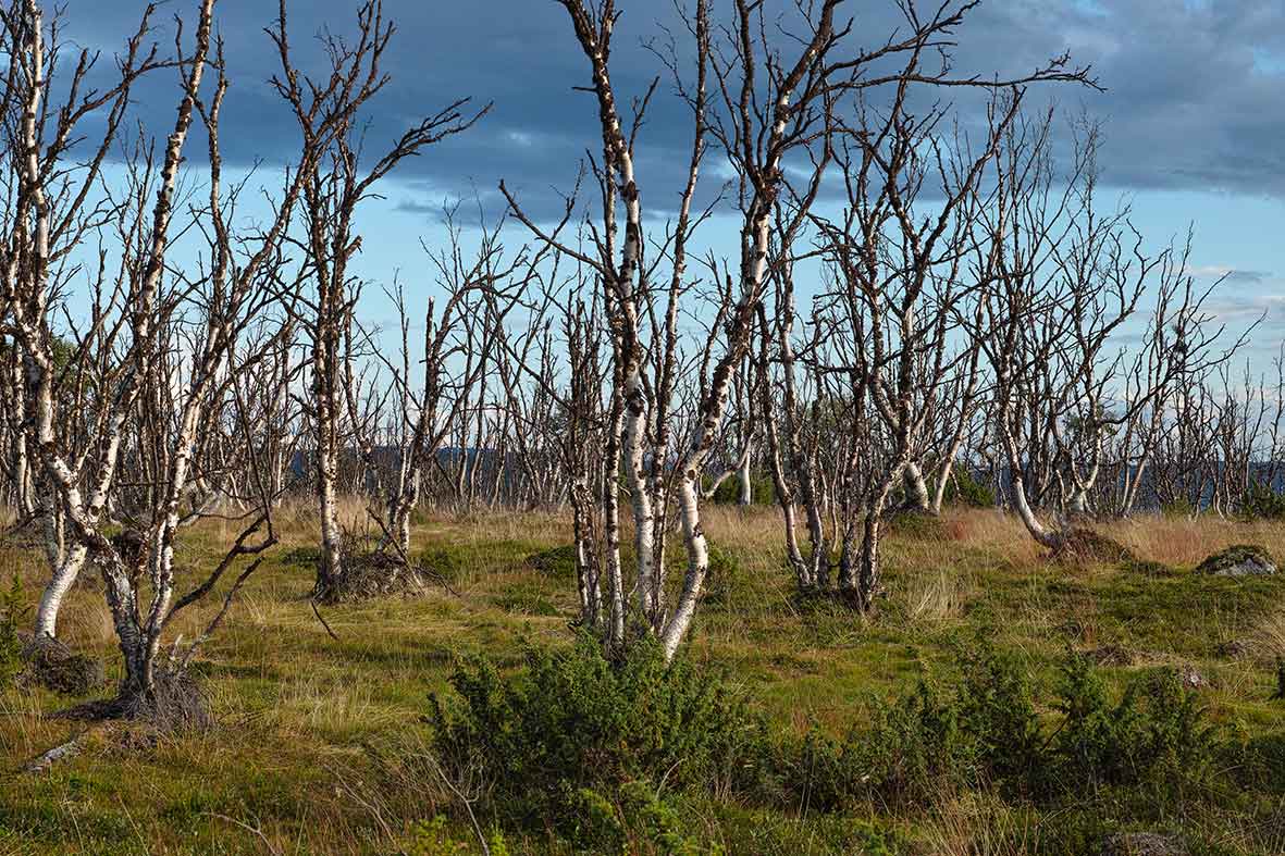 DeadForest_Jakob_Iglhaut.jpg