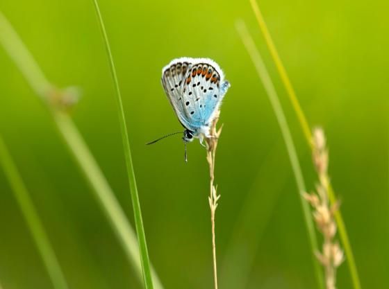 mp62613699-blavinge-i-stampmossens-naturreservat.jpg