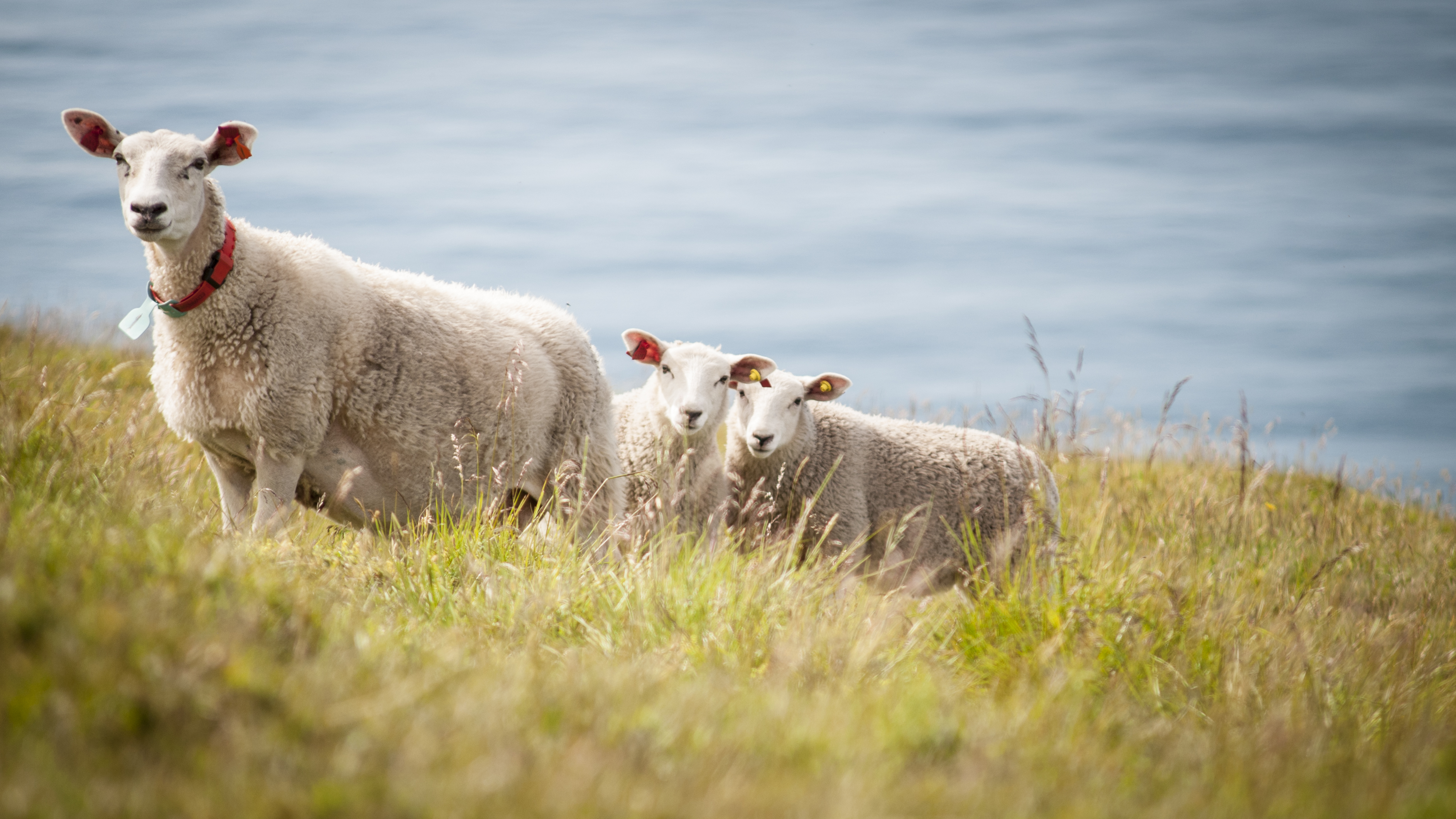 Lars Sandved Dalen, NIBIO_sau Lofoten_.jpg Two sheep in a meadow.