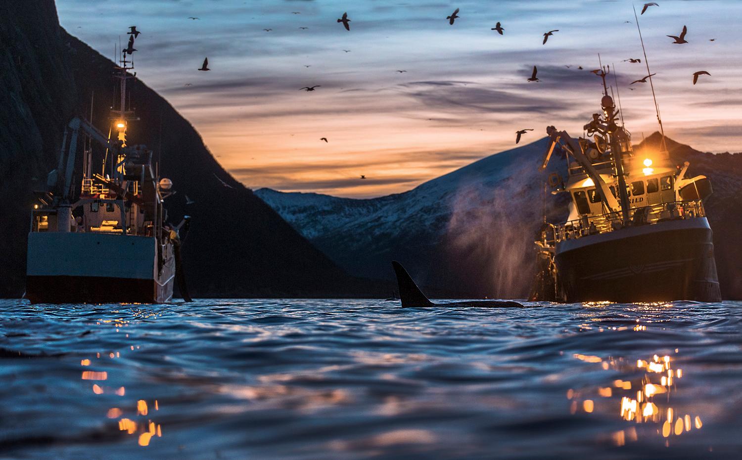 Two fishing boats out on the ocean in the arctic winter evening. Orcas swim between the boats. Snow covered mountains lay behind the boats. 