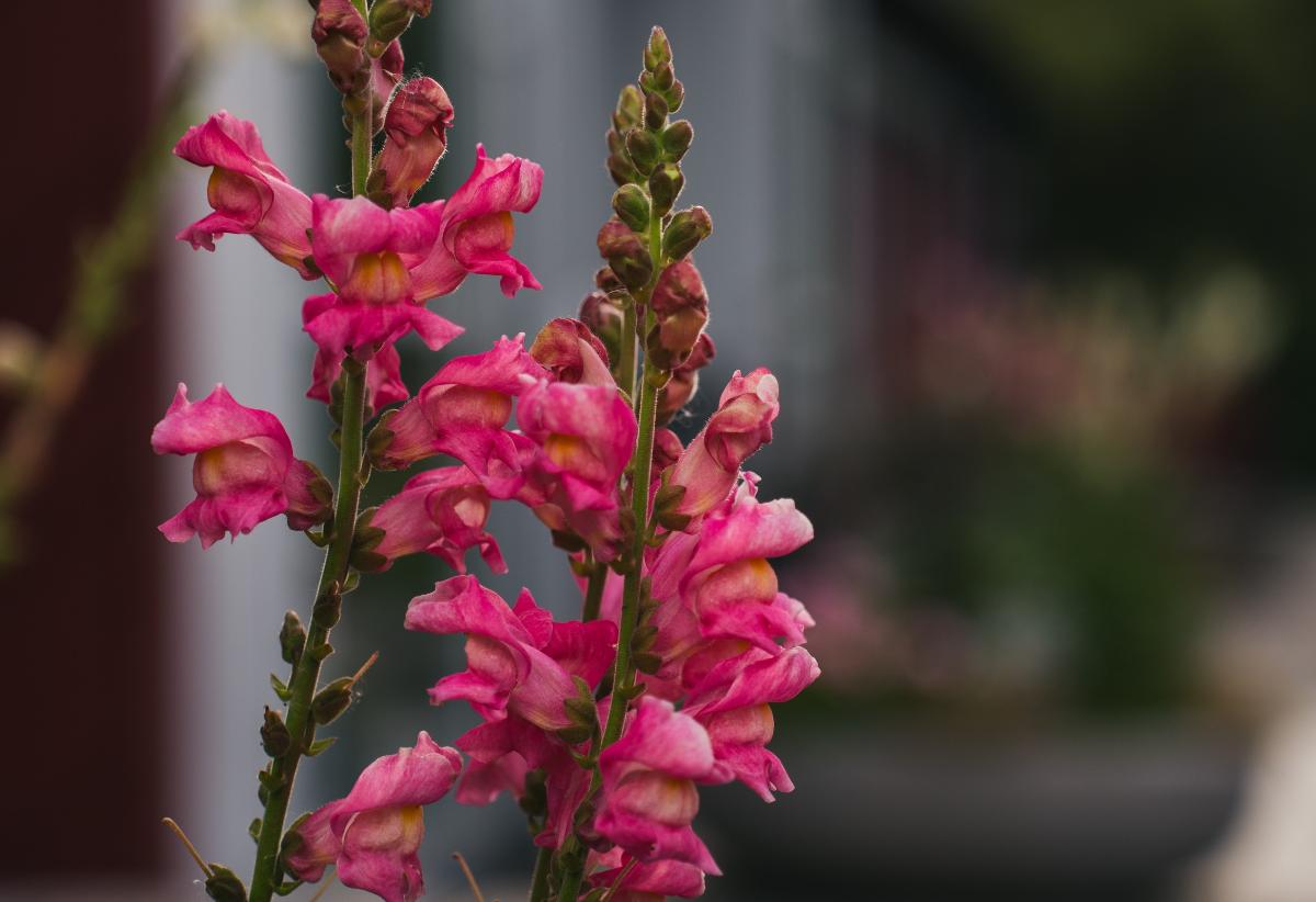 Foto: Mette Rolstad.