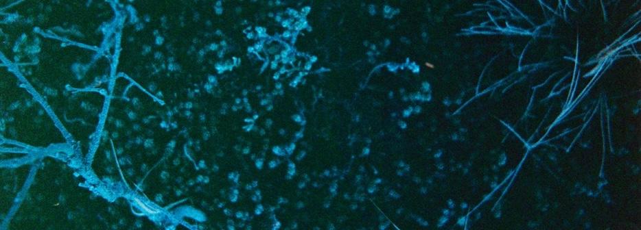 Illustrasjons-/bannerbilde for Environmental humanities gathering #62: Deleuze and Guattari reading group chapter 9