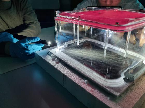 Kammer1.jpg Kammer1.jpg