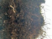 Bilde Envhum gathering (soil group) #86: Cultivating Abundance (film screening)