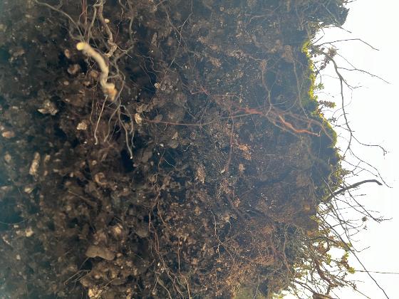 Illustrasjonsbilde for Envhum gathering (soil group) #86: Cultivating Abundance (film screening)