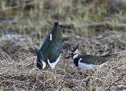 Bilde Guidet fugletur på Tisnes med BirdLife Tromsø